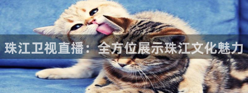 nba黑白直播：珠江卫视直播：全方位展示珠江文化魅力